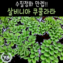[수초명가] 수질정화수초 살비니아 쿠쿨라타 (6촉) / 부상수초 초보수초 은신처
