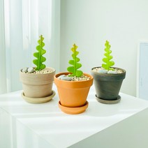 앙플랜트 생선뼈 피쉬본 선인장 독일 이태리 토분 받침포함 SET, 생선뼈선인장 소품, 모카독일토분 set