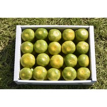 제주 하우스감귤 유라실생 선물용특상품 3kg 5kg, 1box, 선물용3kg