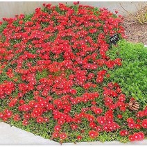 빨강송엽국-레드마운틴 8cm포트묘 (모종 4개묶음) 노지월동다년초 [꽃심야생화]