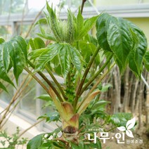 [나무인] 엄나무(음나무) 묘목 5그루