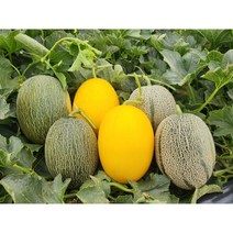장하당 칸달로프멜론 골드하미과 그린하미과 성산 최고급프리미엄멜론세트 산지직송 으뜸농가, 칸달로프+그린하미과+골드하미과, 5kg박스무게포함(8~15과), 1개