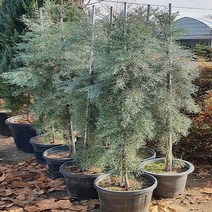 착한가격 나무생각 블루아이스(엘사트리)*(80cm~1m)*분, 주