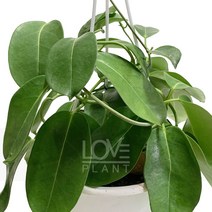 마다가스카르자스민(중품)-공기정화식물/자스민/관엽, 1개