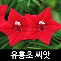 유홍초 씨앗 새깃 유홍초씨앗 종자 꽃씨 꽃씨앗 30알, 1개
