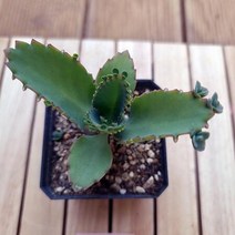 만손초 키우기 쉬운 거실 실내 다육 랜덤발송1-20