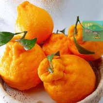 제주한라봉 한라봉선물 프리미엄과 한라봉5KG 달콤 회사단체선물