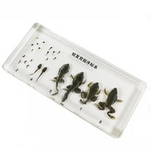 개구리 한살이 표본 RTS