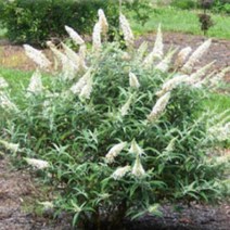 모종]붓들레아-화이트프로퓨젼 : 10cm분/2개 BB153, 1개