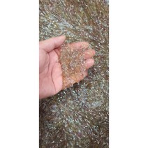 사백어 뱅아리 볼락 전용미끼 생물미끼 낚시미끼, 사백어 뱅아리 50g