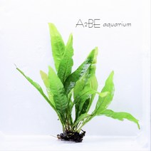 [A2BE 수초] 미크로소리움 / 음성수초 / 1벌브 / 10~15잎분량