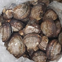봄여름 제철 통영멍게 비단 가리비 삼배체 굴구이찜 외, 1box, 피조개1kg