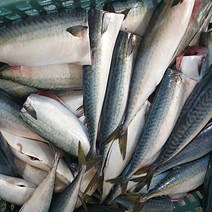 남해안 손질 생물 참고등어 조림용 4마리