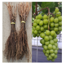 (성실D)샤인머스켓 (삽목1년) 5그루