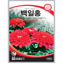 백일홍 씨앗 100립 꽃씨