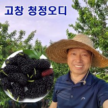 오디 햇 토종 뽕나무열매 오들개 생과 5kg 10kg 고창, 과상오디 10kg