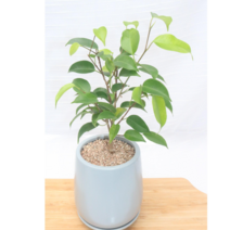 [골든플랜트] 킹벤자민완제품 킹벤자민 벤자민나무 플랜테리어 벤자민키우기 공기정화식물 반려식물, 1개