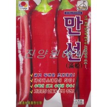 (씨앗) 만선고추 - 중조생의 착과량이 우수한 굵고 두꺼운 거대과의 고추 종자 씨앗 - 1200립