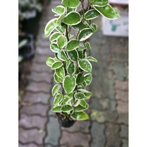 실내공기정화식물 칼라호야 수입호야 대품 행잉플랜트 50-70cm 199, 1개