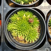 꽃나무팜 페루바위솔 월동다육이 국민다육 반려식물 선별배송 다육이키우기