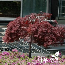 [나무인] 수양단풍 공작단풍 지름12cm (차량배송)