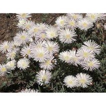 송엽국-화이트 10cm화분묘 (3개) 지피식물 암석정원 노지월동 다년생 재입고 천지가야생화