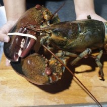 인천창고 - 캐나다 활 랍스타 500g