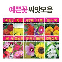 고급 꽃씨 씨앗키우기 꽃씨앗 플라워씨드, (고급꽃씨)색동호박20립
