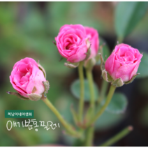 애기 찔레 [3포트] 연분홍(복남이네 야생화 모종 핑크) 사계겹 초미니 분홍 장미찔레