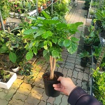 (ic화훼유통) 35~50cm 129 녹보수 중품 개업화분