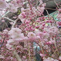 착한가격 나무생각 / 수양 분홍겹벚나무 / R3~4 / 개화주, 주