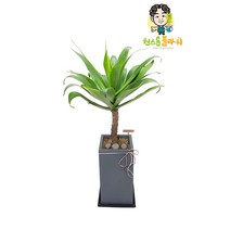용설란 관엽 실내인테리어 아가베 아테누아타 공기정화식물, 관엽 - 용설란 아가베 아테누아타(고급형), 읍/면/리 단위 지역(배송비 2만원 추가), 1개