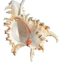 조개껍질 장식 조개껍질세트 천연 대형 소라 껍질 컬렉션 아프리카 터번 산호 집, 4.12cm-14cm