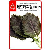 경수채 교나씨 레드캐피탈 적경수채 3g - 2022975EA, 쿠팡 본상품선택