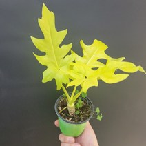 공기정화식물 화분 반려식물 황금빛 골드셀렘 셀럼 소품 152599, 1개
