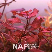 루드위지아 슈퍼레드 5촉 키우기 쉬운 수초 붉은색 수초, 수중엽