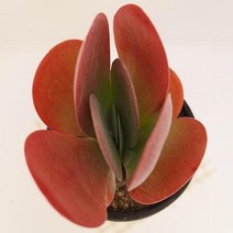 당인 다육이 붉은 가을 다유기 다육 식물1-30, 단품