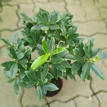 무배특가 천리향 중품 겨울식물 플랜테리어 향기꽃 30~55cm 249