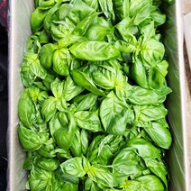 야채24닷컴 스위트 바질 50g, 1개