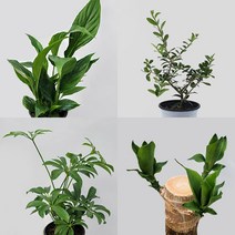 실내공기정화식물 4종 세트 스파티필름 올리브나무 홍콩야자 행운목, 단품