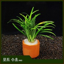 자연과사람 포트수초 애란 1포트, 1개