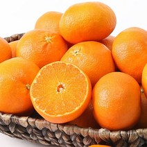 1월17일 오전9시까지 주문시 명절전배송 새콤달콤 제주직송 레드향 1.5kg (소과/10-12과 내외)