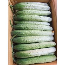 상주 오이지오이 백다다기 오이지용, 못난이-50개(or10kg), 50개