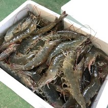 활새우 23년 첫 출하 국내산 신안 싱싱한 무항생제 생물 대하 1kg 흰다리새우 제철 생물 왕새우, 1개