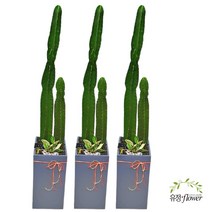 귀면각 대형 기둥 선인장 거실화분 개업식화분 당일배달, 1개