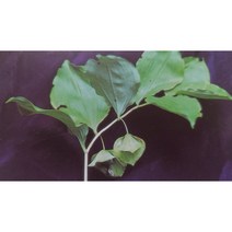 산내들농장 -야생화(용둥굴레), 1개