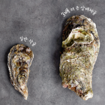 산지직송 통영 제철 삼배체굴 2kg, 단품