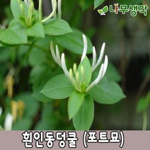 착한가격나무생각 흰인동덩쿨 (포트묘) 10주묶음