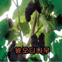 슈퍼왕오디(뽕)나무 접목1년특묘 나무 묘목 왕오디나무