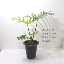 *쟈스민 식물* 호프셀렘, 1개, 기본